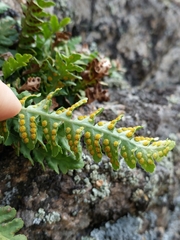 Polypodium saximontanum