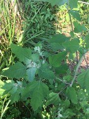 Staphylus hayhurstii