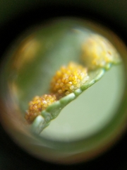 Polypodium saximontanum