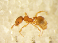 Pheidole rugosula