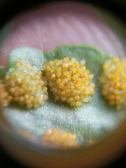 Polypodium saximontanum