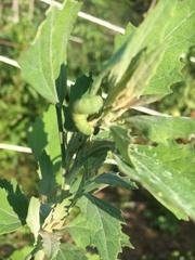 Staphylus hayhurstii