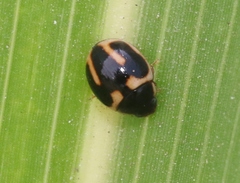 Hyperaspis trifurcata