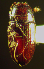 Philothermus glabriculus