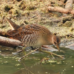 Porzana carolina