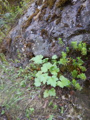 Heuchera glabra