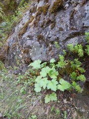 Heuchera glabra