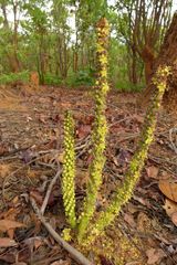 Cussonia arborea