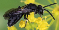 Sphecodes heraclei