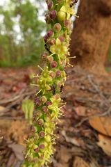 Cussonia arborea