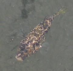 Sphoeroides greeleyi