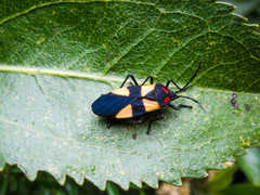 Oncopeltus orourkeae