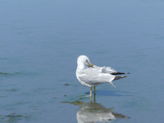 Larus delawarensis