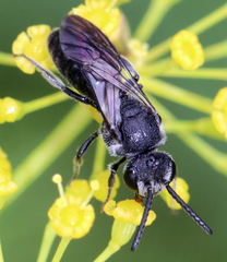 Sphecodes heraclei