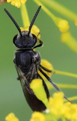 Sphecodes heraclei