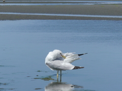 Larus delawarensis