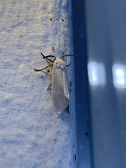 Pygarctia
