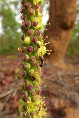 Cussonia arborea