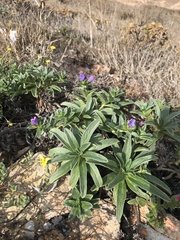 Echium rosulatum davaei