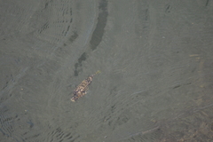 Sphoeroides greeleyi