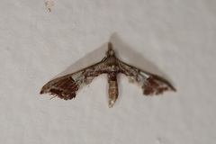 Euthrausta phoenicea