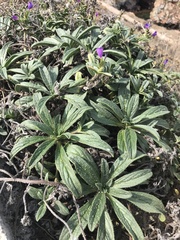 Echium rosulatum davaei