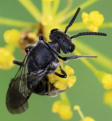 Sphecodes heraclei