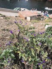 Echium rosulatum davaei