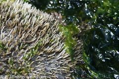 Spiochaetopterus costarum