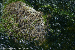 Spiochaetopterus costarum