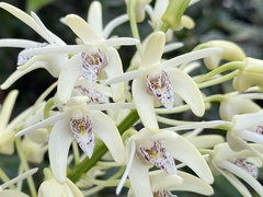 Dendrobium speciosum curvicaule
