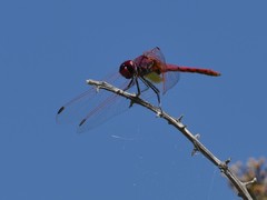 Trithemis annulata