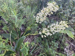 Dendrobium speciosum curvicaule