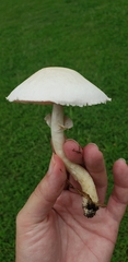 Agaricus