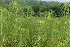 Helianthus salicifolius