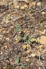 Lomatium martindalei
