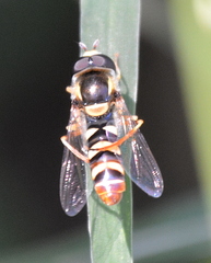 Ischiodon aegyptius