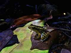 Pulchrana moellendorffi