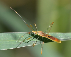 Stenocoris apicalis