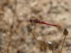 Sympetrum fonscolombii