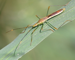 Stenocoris apicalis