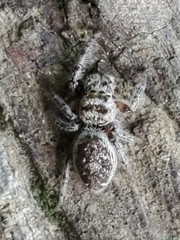Dendryphantina