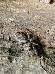 Dendryphantina