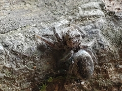 Dendryphantina