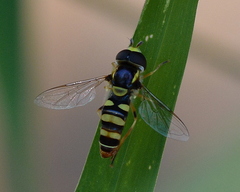 Ischiodon aegyptius