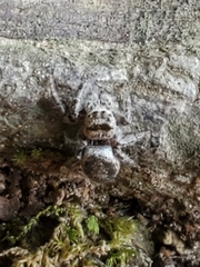 Dendryphantina