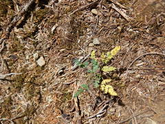 Lomatium martindalei