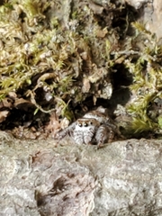 Dendryphantina
