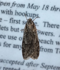 Semioscopis aurorella