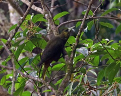 Psarocolius atrovirens